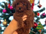 Red Brown Kore Toypoodle Üst Düzey