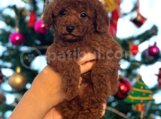 Red Brown Kore Toypoodle Üst Düzey görsel
