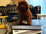Red Brown Kore Toypoodle Üst Düzey