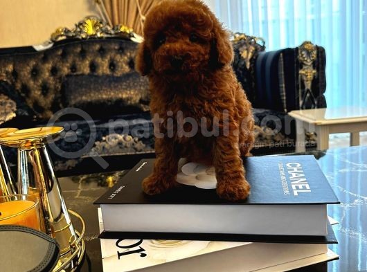 Red Brown Kore Toypoodle Üst Düzey görsel