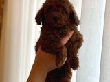 Red Brown Kore Toypoodle Üst Düzey