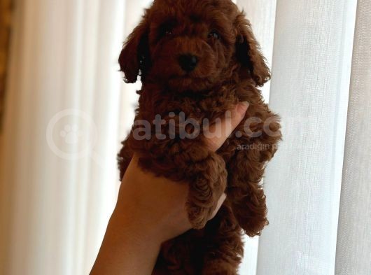 Red Brown Kore Toypoodle Üst Düzey görsel