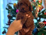 Red Brown Kore Toypoodle Üst Düzey