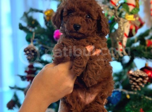 Red Brown Kore Toypoodle Üst Düzey görsel