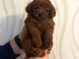 Red Brown Kore Toypoodle Üst Düzey