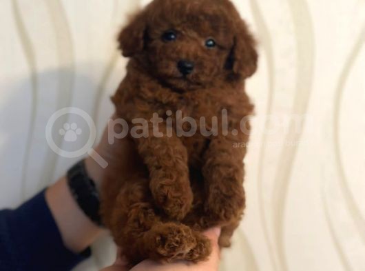 Red Brown Kore Toypoodle Üst Düzey görsel