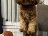 Secereli Ev Doğum Orjinal Toypoodle