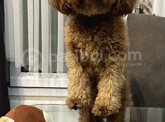 Secereli Ev Doğum Orjinal Toypoodle görsel