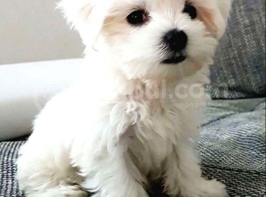 Ev Doğumu Maltese Bebegimiz görsel