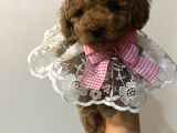 Secereli Ev Doğum Orjinal Toypoodle