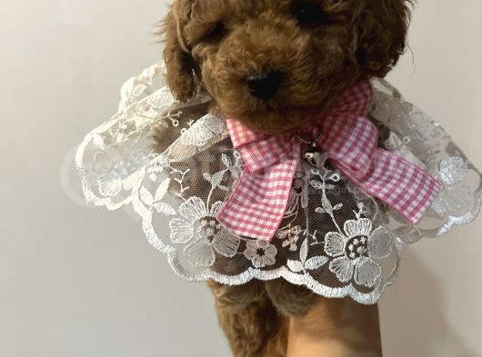 Secereli Ev Doğum Orjinal Toypoodle görsel
