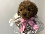 Secereli Ev Doğum Orjinal Toypoodle