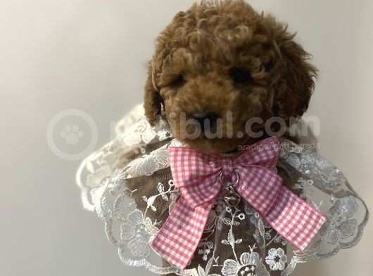 Secereli Ev Doğum Orjinal Toypoodle görsel