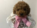 Secereli Ev Doğum Orjinal Toypoodle