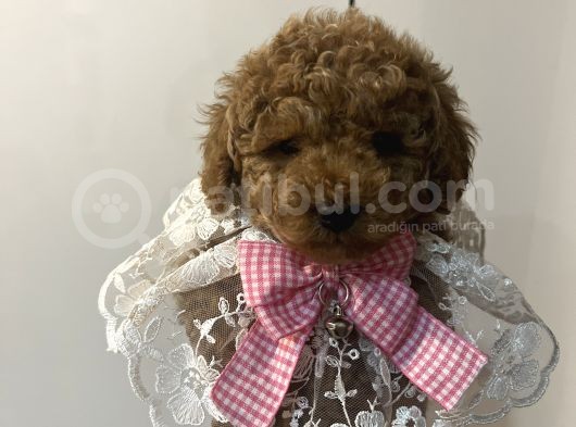 Secereli Ev Doğum Orjinal Toypoodle görsel