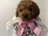Secereli ev Doğum orjinal toypoodle