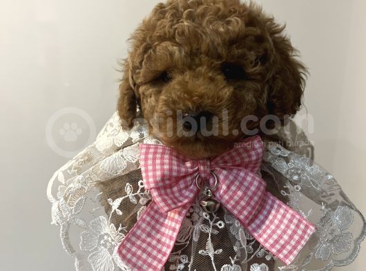Secereli Ev Doğum Orjinal Toypoodle
