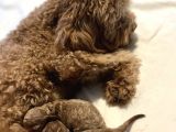 Secereli Ev Doğum Orjinal Toypoodle