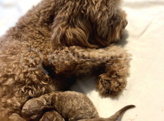 Secereli Ev Doğum Orjinal Toypoodle görsel