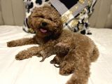 Secereli Ev Doğum Orjinal Toypoodle