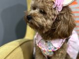 Secereli Ev Doğum Orjinal Toypoodle
