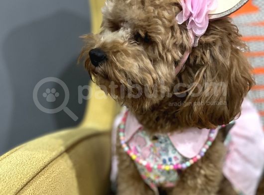 Secereli Ev Doğum Orjinal Toypoodle görsel