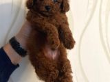 Red Brown Kore Toypoodle Üst Düzey