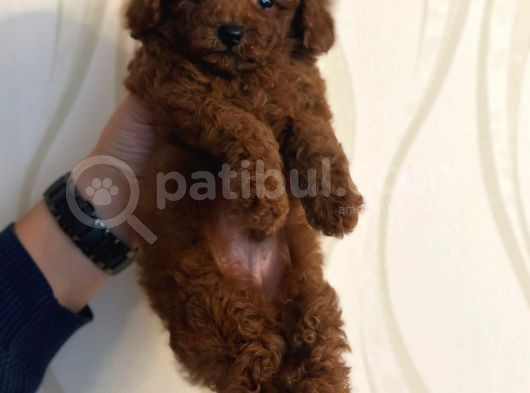 Red Brown Kore Toypoodle Üst Düzey görsel