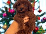 Red Brown Kore Toypoodle Üst Düzey