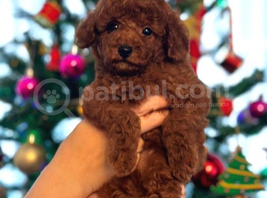 Red Brown Kore Toypoodle Üst Düzey görsel