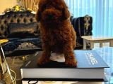Red Brown Kore Toypoodle Üst Düzey
