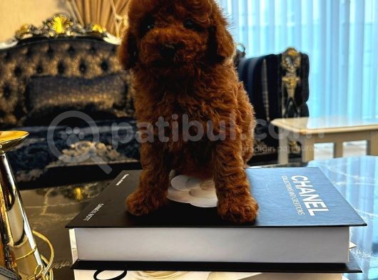 Red Brown Kore Toypoodle Üst Düzey görsel