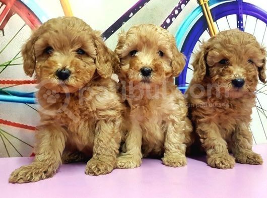 Irk Ve Sağlik Garanti̇si̇ İle Kizil Toy Poodle Yavrular görsel