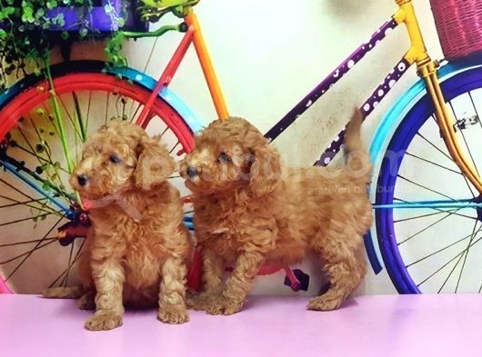 Irk Ve Sağlik Garanti̇si̇ İle Kizil Toy Poodle Yavrular görsel