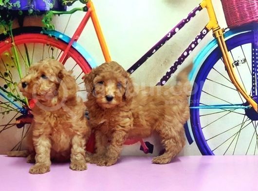 Irk Ve Sağlik Garanti̇si̇ İle Kizil Toy Poodle Yavrular görsel