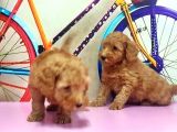 Irk Ve Sağlik Garanti̇si̇ İle Kizil Toy Poodle Yavrular