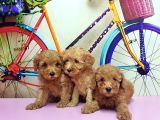 Irk Ve Sağlik Garanti̇si̇ İle Kizil Toy Poodle Yavrular