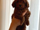 Red Brown Kore Toypoodle Üst Düzey