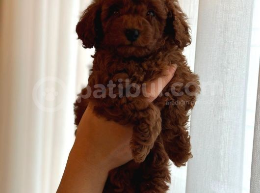 Red Brown Kore Toypoodle Üst Düzey görsel