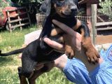 Resmi̇ Üreti̇ci̇den Doberman Yavrular