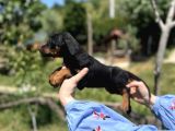 Resmi̇ Üreti̇ci̇den Doberman Yavrular