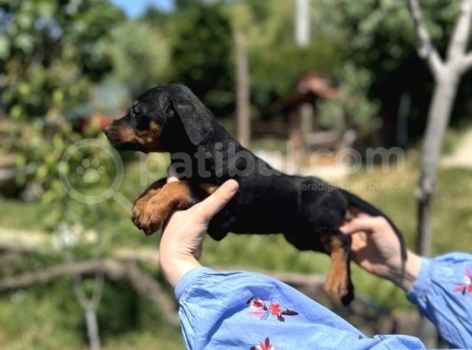 Resmi̇ Üreti̇ci̇den Doberman Yavrular görsel