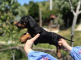 RESMİ ÜRETİCİDEN DOBERMAN YAVRULAR