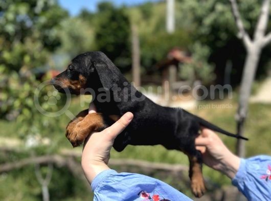Resmi̇ Üreti̇ci̇den Doberman Yavrular
