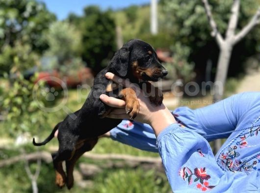 Resmi̇ Üreti̇ci̇den Doberman Yavrular görsel