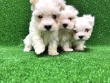 Resmi̇ Üreti̇ci̇den Maltese Terri̇er Yavrular