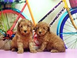 IRK VE SAĞLIK GARANTİSİ İLE KIZIL TOY POODLE YAVRULAR