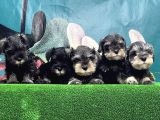Resmi̇ Üreti̇ci̇den Mi̇nyatür Schnauzer Yavrular