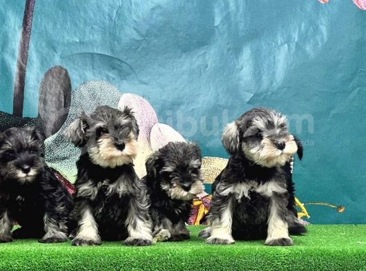 Resmi̇ Üreti̇ci̇den Mi̇nyatür Schnauzer Yavrular