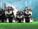 Resmi̇ Üreti̇ci̇den Mi̇nyatür Schnauzer Yavrular